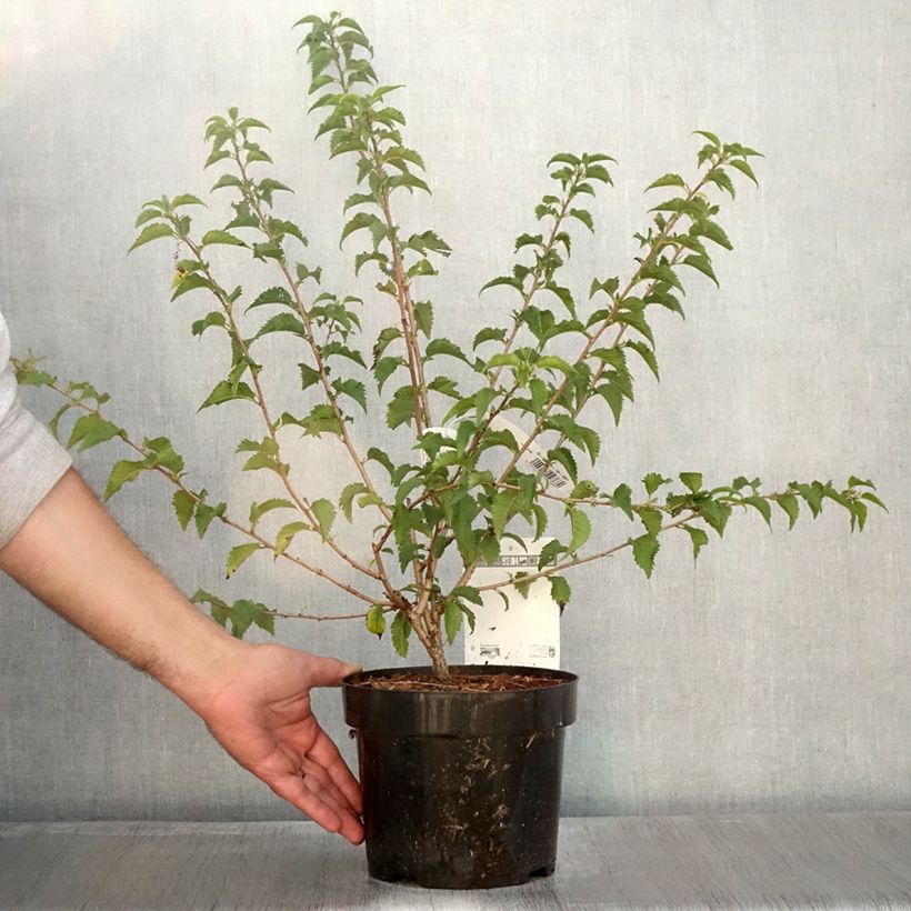 Esemplare di Prunus incisa Yamadei - Ciliegio da fiore Vaso da 2L/3L come consegnato in autunno