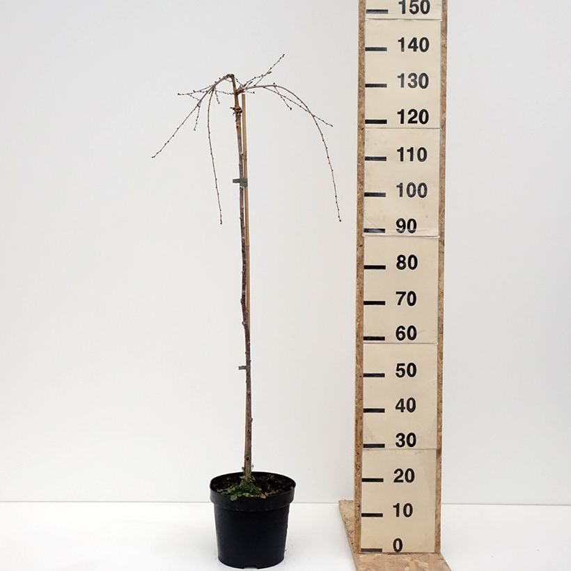 Prunus incisa Frilly Frock - Ciliegio da fiore Vaso da 7,5L/10L esemplare consegnato in inverno