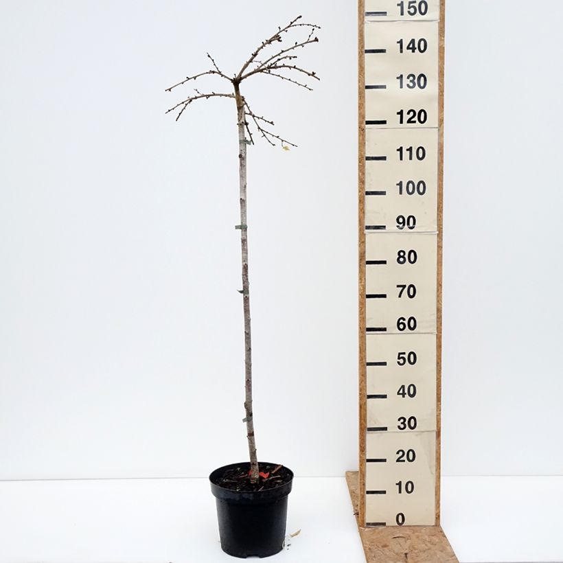 Esemplare di Prunus incisa Frilly Frock - Ciliegio da fiore Vaso da 7,5L/10L, Vaso impalcato come consegnato in autunno