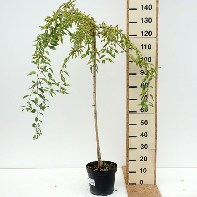 Esemplare di Prunus incisa Frilly Frock - Ciliegio da fiore Vaso da 7,5L/10L consegnato in estate