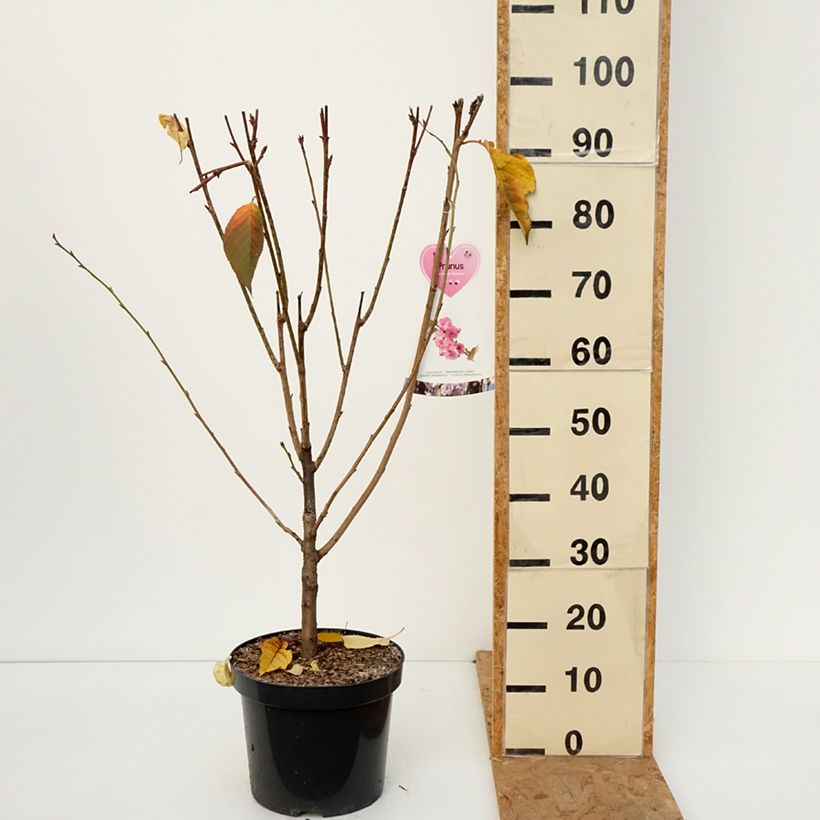 Esemplare di Prunus serrulata Kanzan - Ciliegio da fiore Vaso da 7,5L/10L, A cespuglio come consegnato in autunno