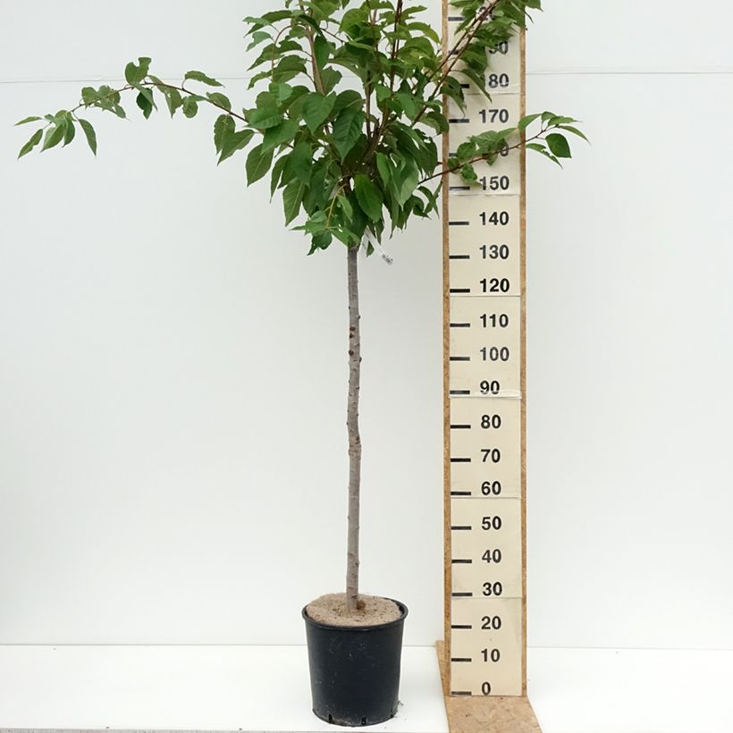 Esemplare di Prunus serrulata Kanzan - Ciliegio da fiore Vaso da 7,5L/10L consegnato in estate