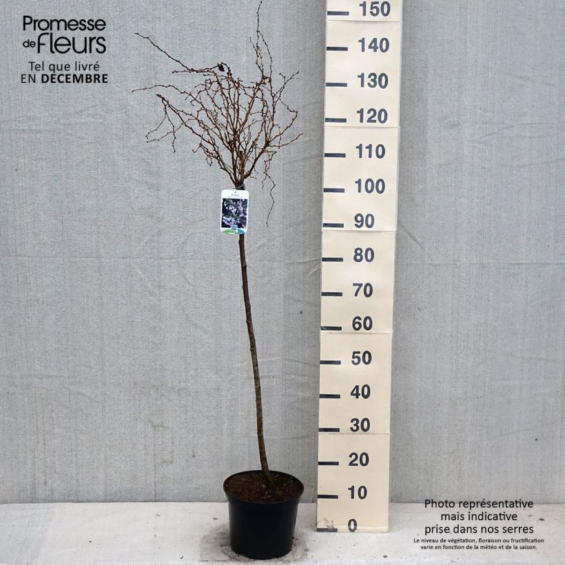 Esemplare di Prunus incisa Kojo no mai - Ciliegio da fiore Vaso da 4L/5L come consegnato in autunno