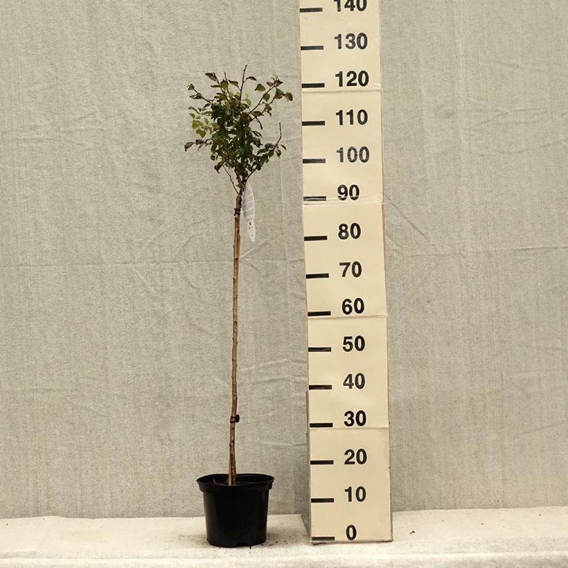 Esemplare di Prunus incisa Kojo no mai - Ciliegio da fiore Vaso da 4L/5L, Vaso impalcato consegnato in estate