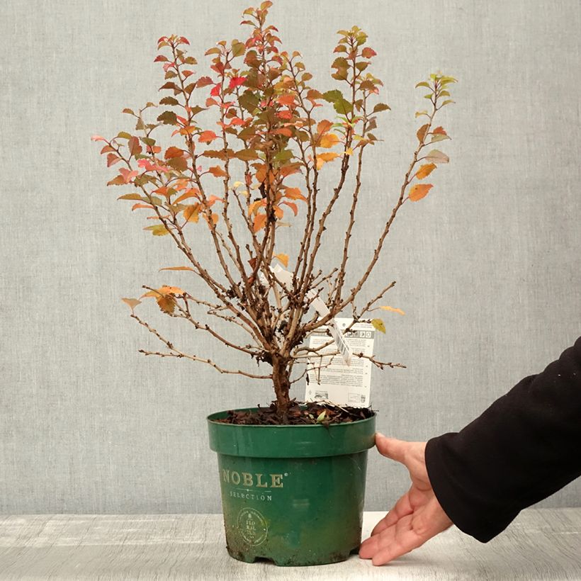 Esemplare di Prunus incisa Kojo no mai - Ciliegio da fiore Vaso da 2L/3L come consegnato in autunno