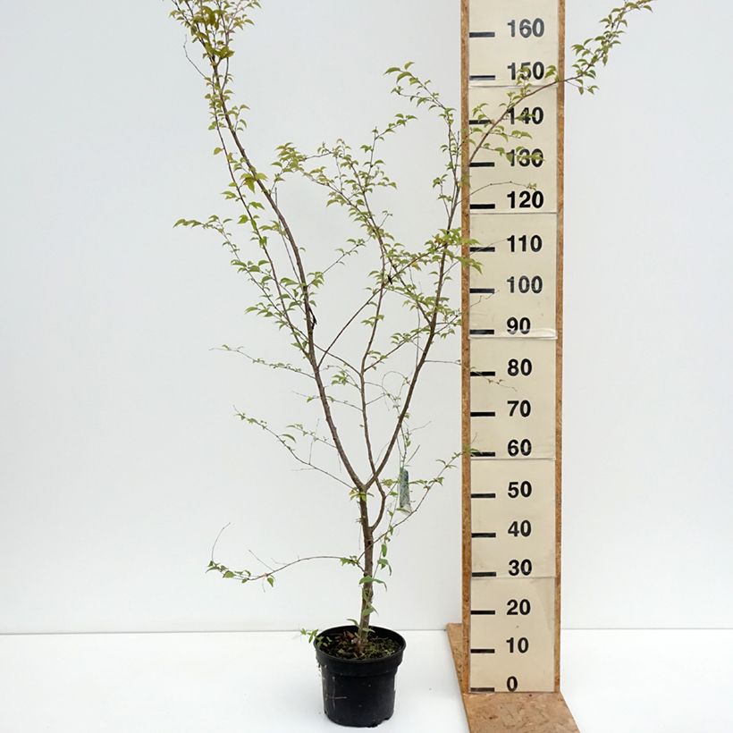 Esemplare di Prunus Hally Jolivette - Ciliegio da fiore Vaso da 4L/5L consegnato in estate