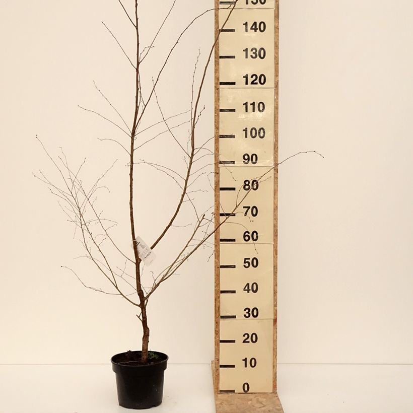 Prunus Hally Jolivette - Ciliegio da fiore Vaso da 4L/5L esemplare consegnato in inverno
