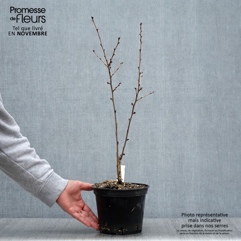 Esemplare di Prunus hillieri Spire - Ciliegio da fiore Vaso da 3L/4L come consegnato in autunno