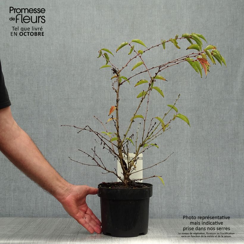 Esemplare di Prunus nipponica var. kurilensis Brillant - Ciliegio da fiore Vaso da 2L/3L come consegnato in autunno