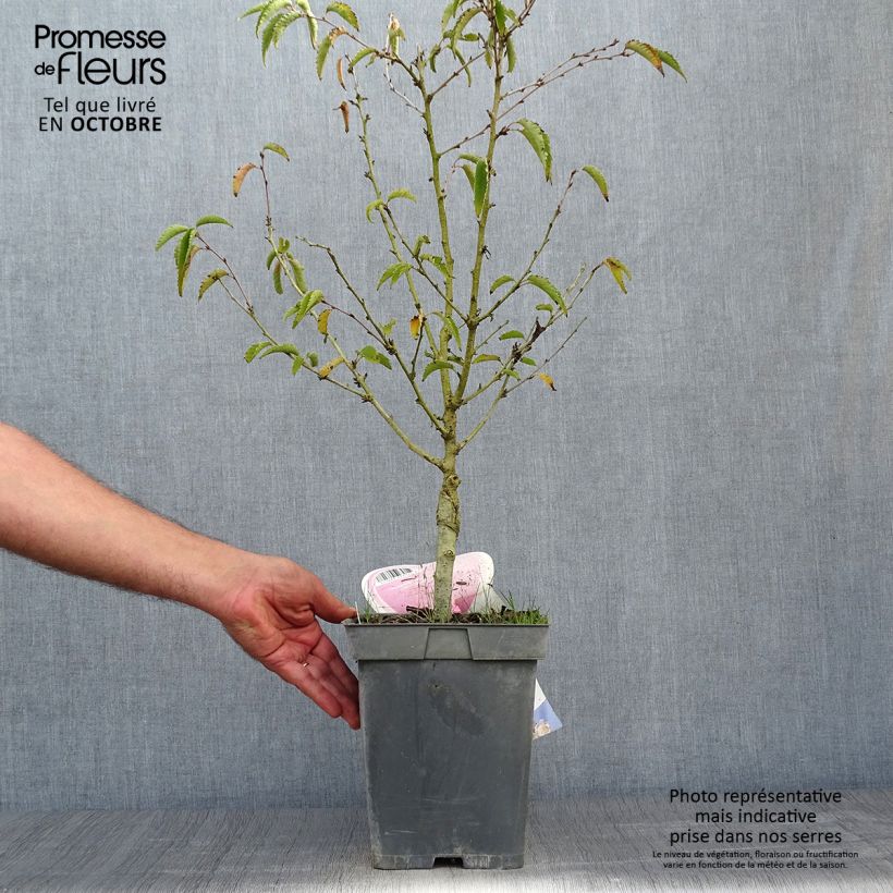 Esemplare di Prunus nipponica var. kurilensis Brillant - Ciliegio da fiore Vaso da 4L/5L come consegnato in autunno
