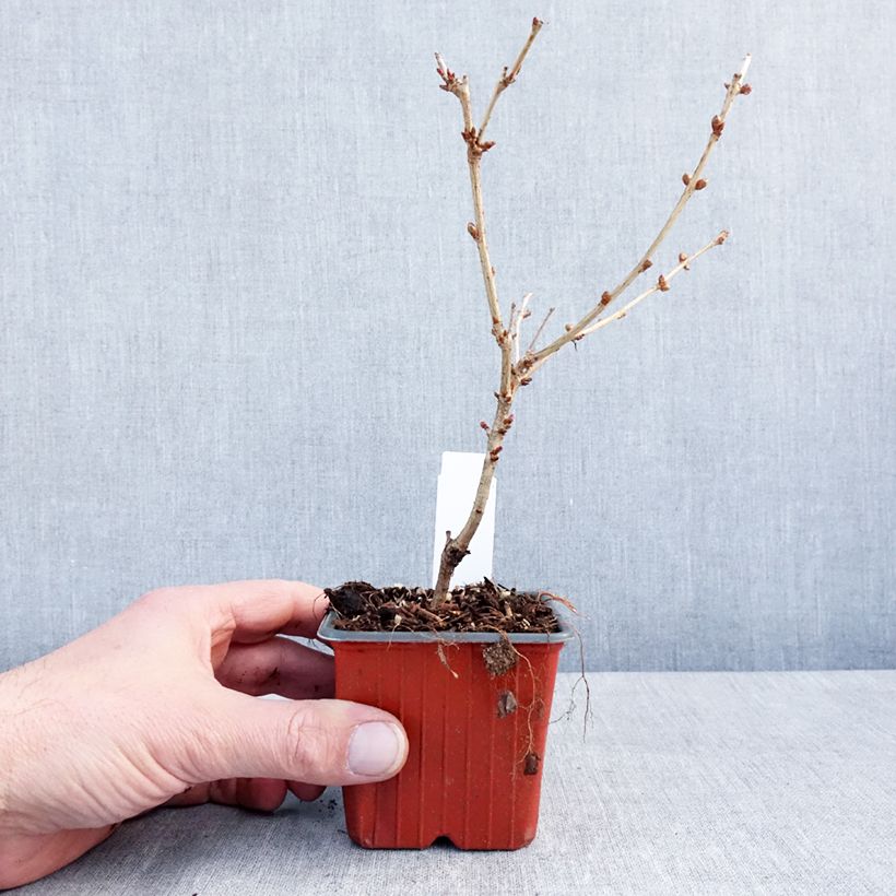 Prunus nipponica var. kurilensis Brillant - Ciliegio da fiore Vasetto da 8/9 cm esemplare consegnato in inverno