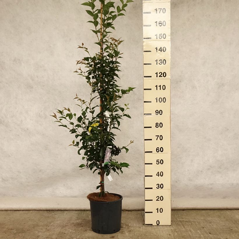 Esemplare di Prunus Pandora - Ciliegio da fiore Vaso da 12L/15L, Vaso impalcato consegnato in estate