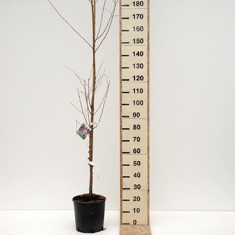 Prunus Pandora - Ciliegio da fiore Vaso da 12L/15L esemplare consegnato in inverno