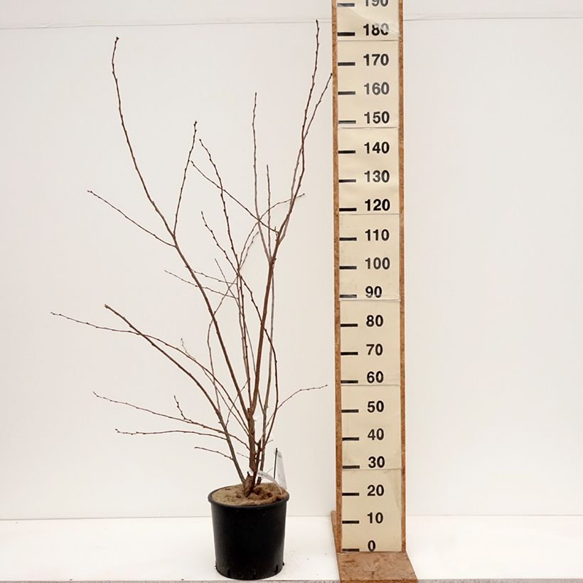 Prunus Royal Flame - Ciliegio da fiore Vaso da 12L/15L esemplare consegnato in inverno