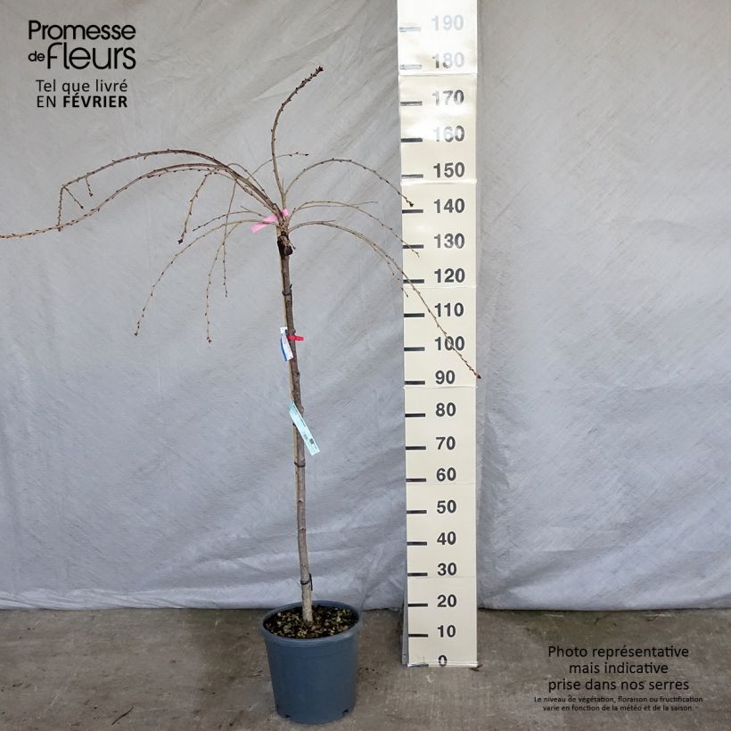 Prunus serrulata Kiku-Shidare-Zakura - Ciliegio da fiore Vaso da 7,5L/10L esemplare consegnato in inverno