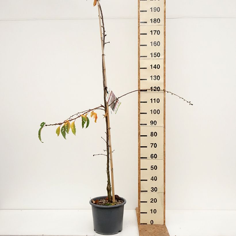 Esemplare di Prunus serrulata Kiku-Shidare-Zakura - Ciliegio da fiore Vaso da 7,5L/10L come consegnato in autunno