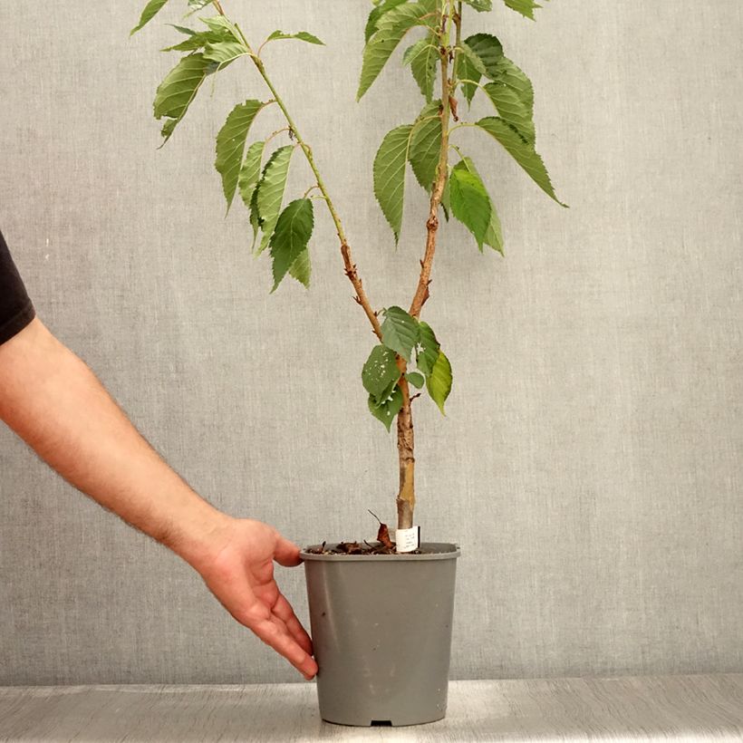 Esemplare di Prunus serrulata Pink Perfection - Ciliegio da fiore Vaso da 4L/5L consegnato in estate