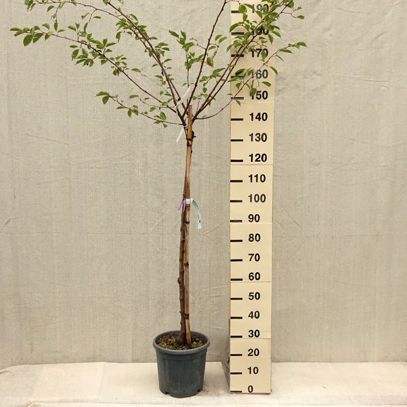 Esemplare di Prunus serrulata Shirofugen - Ciliegio da fiore Vaso da 12L/15L consegnato in estate
