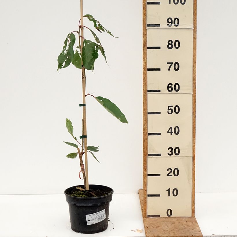 Esemplare di Prunus serrulata Tai-haku - Ciliegio da fiore Vaso da 4L/5L come consegnato in autunno