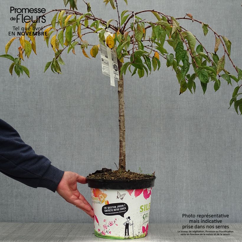 Esemplare di Prunus Snow Fountains - Ciliegio da fiore Vaso da 7,5L/10L come consegnato in autunno