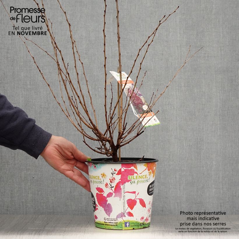 Esemplare di Prunus subhirtella Fukubana - Ciliegio da fiore Vaso da 4L/5L come consegnato in autunno