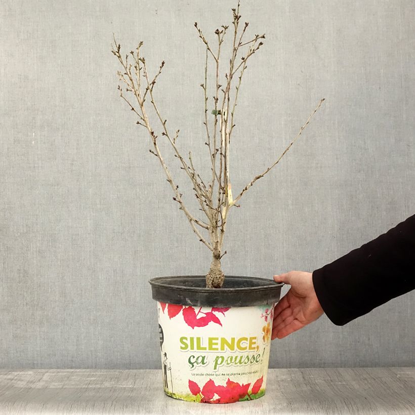 Esemplare di Prunus subhirtella Fukubana - Ciliegio da fiore Vaso da 7,5L/10L come consegnato in autunno