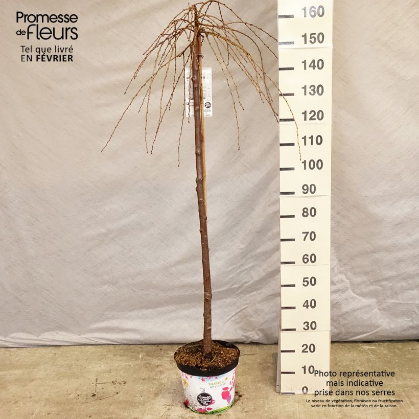 Prunus subhirtella Pendula Rubra - Ciliegio da fiore Vaso da 7,5L/10L esemplare consegnato in inverno
