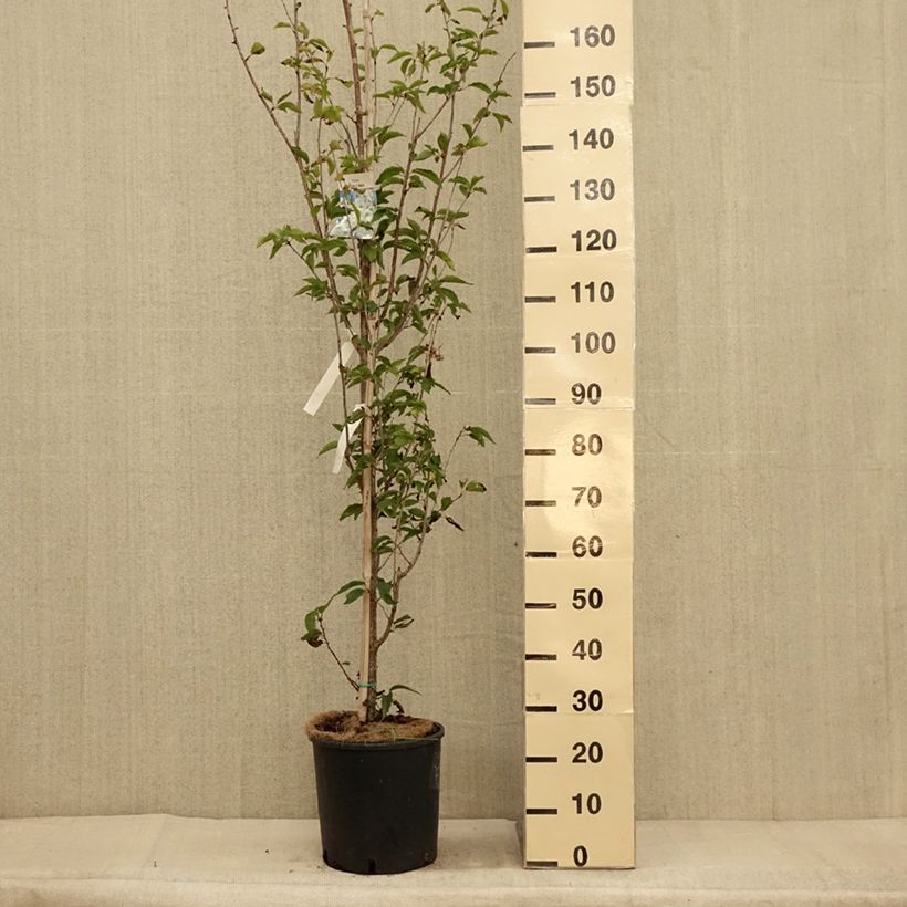 Esemplare di Prunus Umineko - Ciliegio da fiore Vaso da 12L/15L come consegnato in autunno