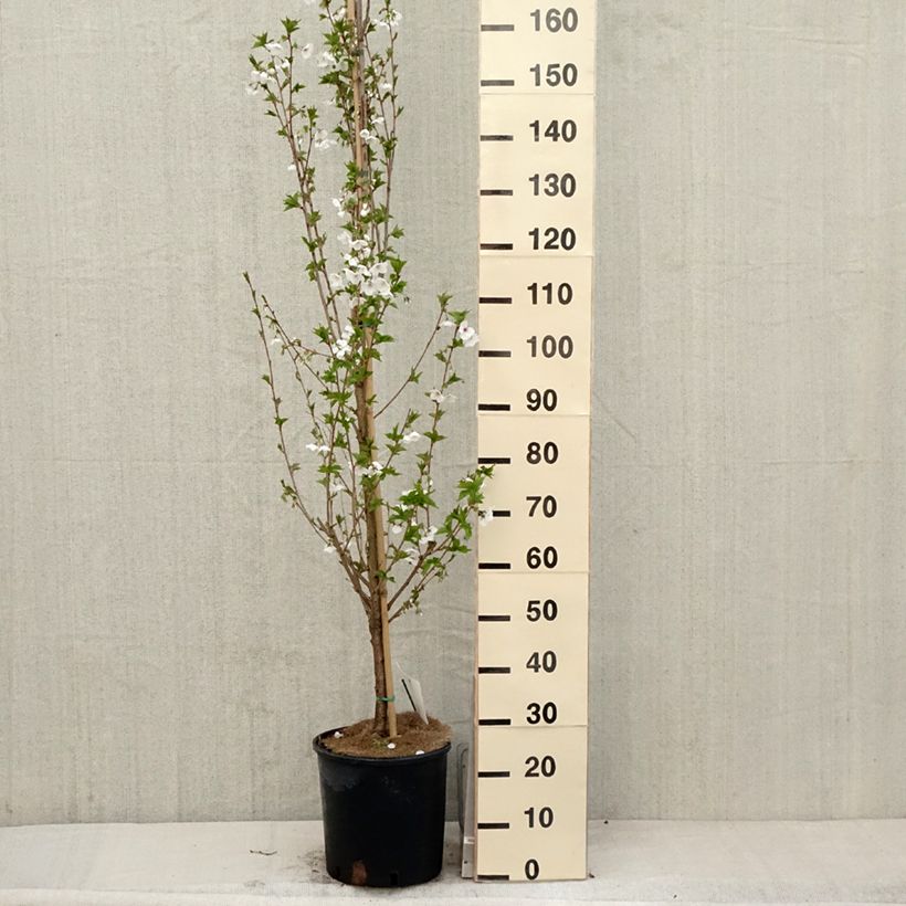 Prunus Umineko - Ciliegio da fiore Vaso da 12L/15L esemplare consegnato in primavera