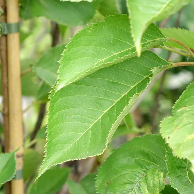 Prunus yedoensis - Ciliegio da fiore (Fogliame)