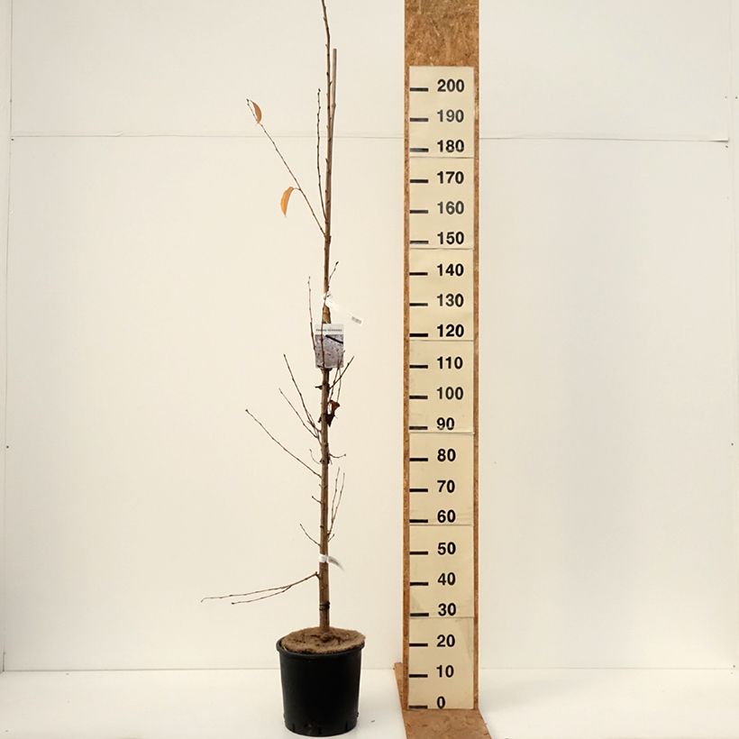 Esemplare di Prunus yedoensis - Ciliegio da fiore Vaso da 12L/15L come consegnato in autunno