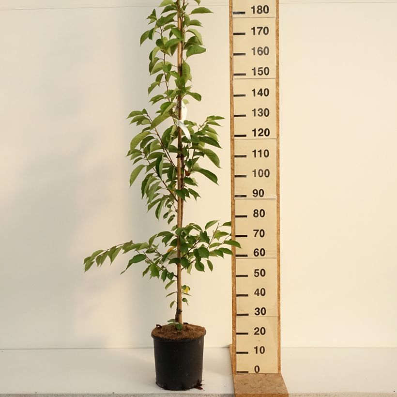 Esemplare di Prunus yedoensis - Ciliegio da fiore Vaso da 12L/15L consegnato in estate