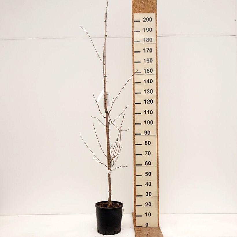 Prunus yedoensis - Ciliegio da fiore Vaso da 12L/15L esemplare consegnato in inverno