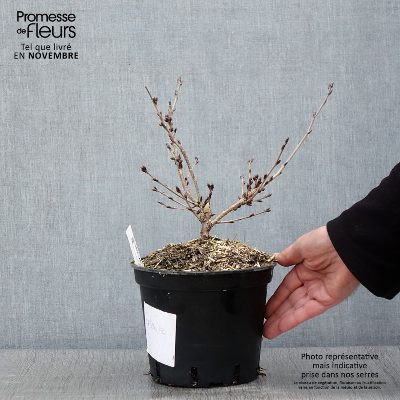 Esemplare di Prunus yedoensis - Ciliegio da fiore Vaso da 3L/4L come consegnato in autunno