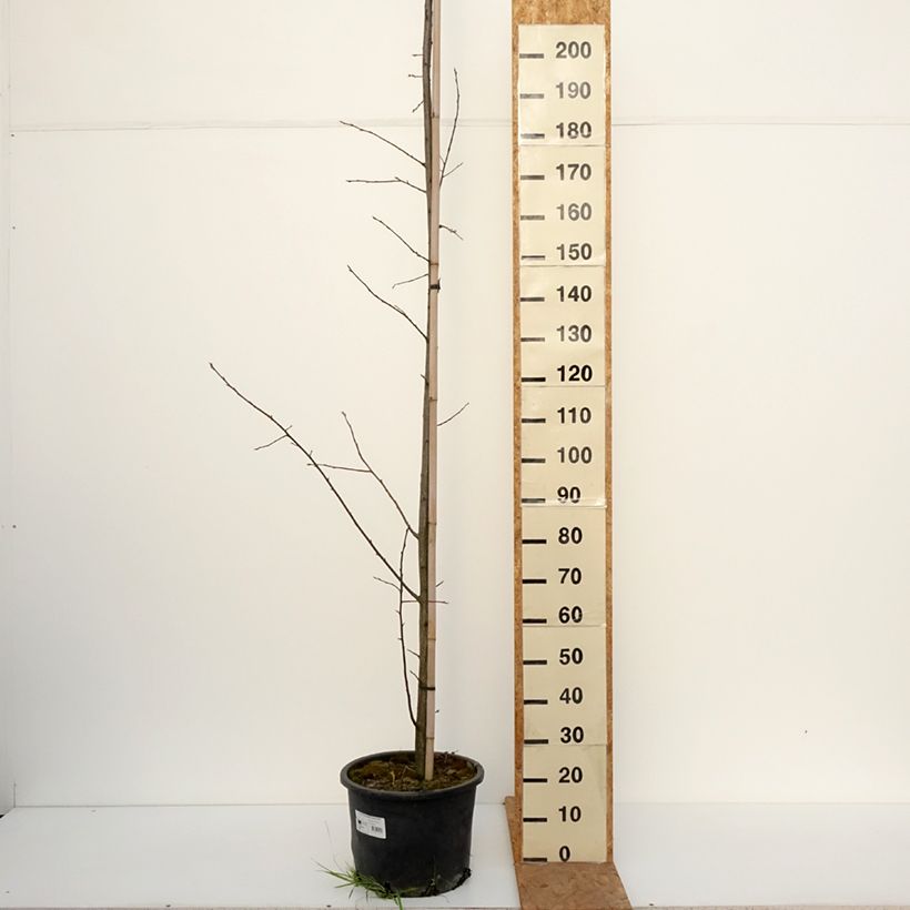 Esemplare di Prunus virginiana Canada Red Vaso da 20L/25L come consegnato in autunno