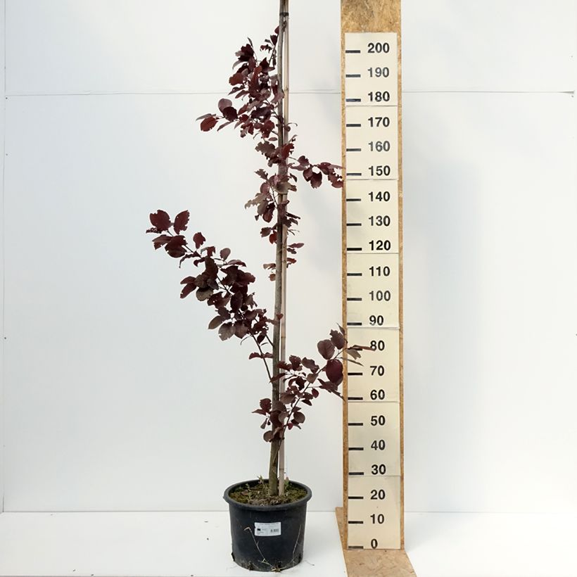 Esemplare di Prunus virginiana Canada Red Vaso da 20L/25L consegnato in estate