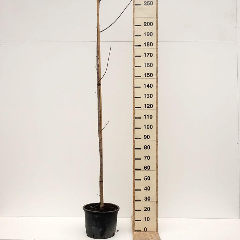 Prunus virginiana Canada Red Vaso da 20L/25L esemplare consegnato in inverno