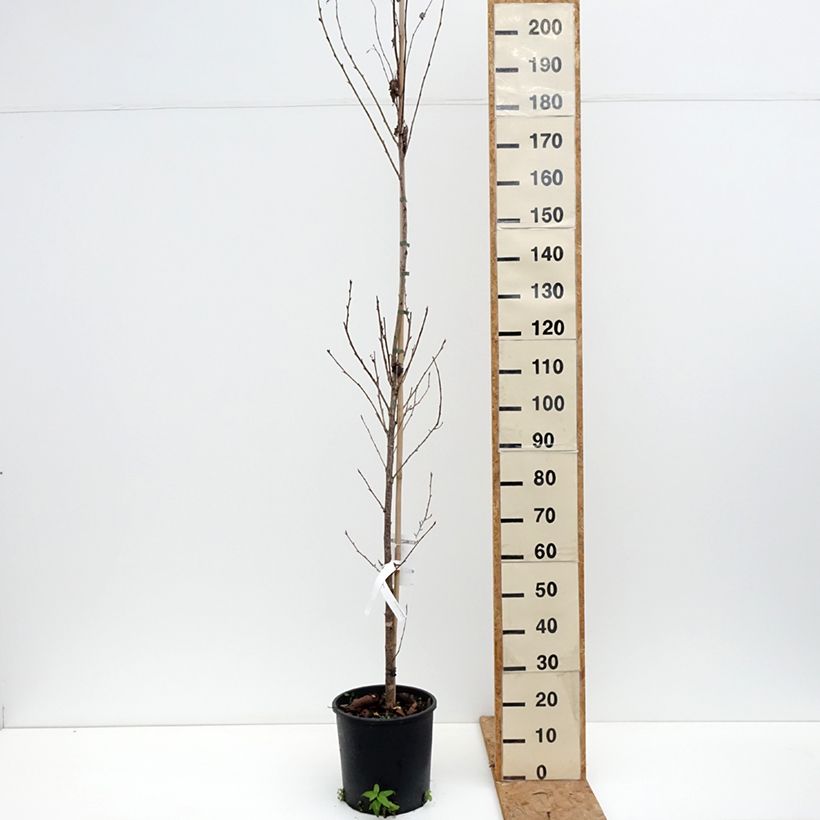 Esemplare di Prunus serrulata Sunset Boulevard - Ciliegio da fiore Vaso da 12L/15L come consegnato in autunno
