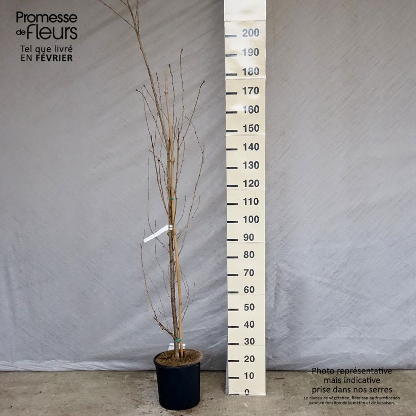 Prunus serrulata Sunset Boulevard - Ciliegio da fiore Vaso da 12L/15L esemplare consegnato in inverno
