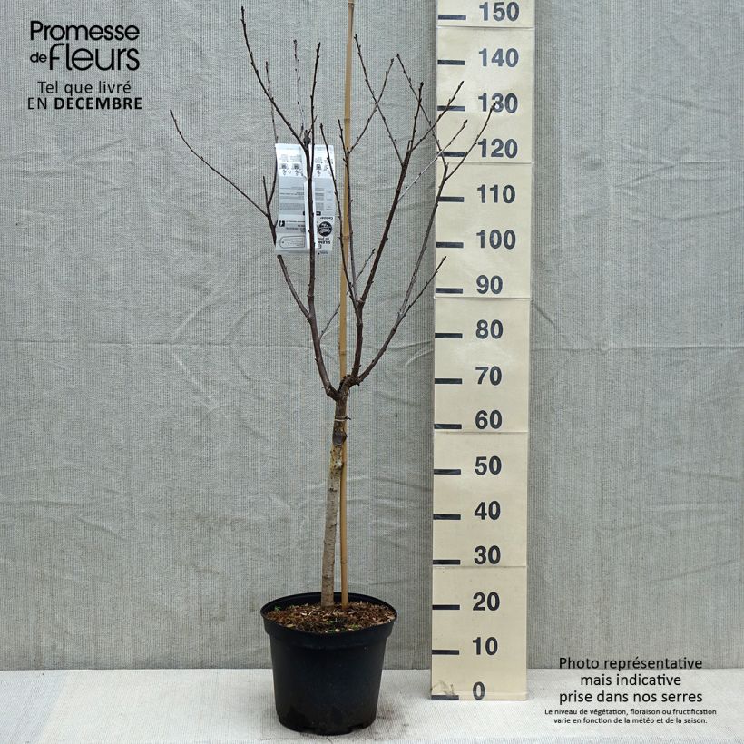 Esemplare di Amareno Anglaise Hâtive Vaso da 7,5L/10L, Vasetto come consegnato in autunno