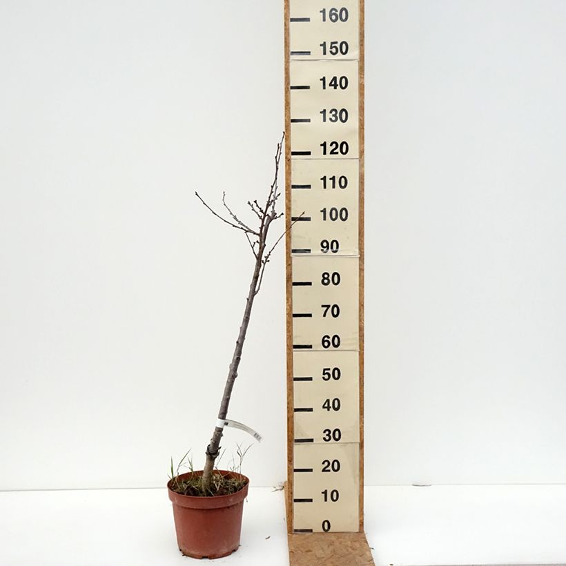 Esemplare di Amareno Anglaise Hâtive Vaso da 7,5L/10L, Astone come consegnato in autunno
