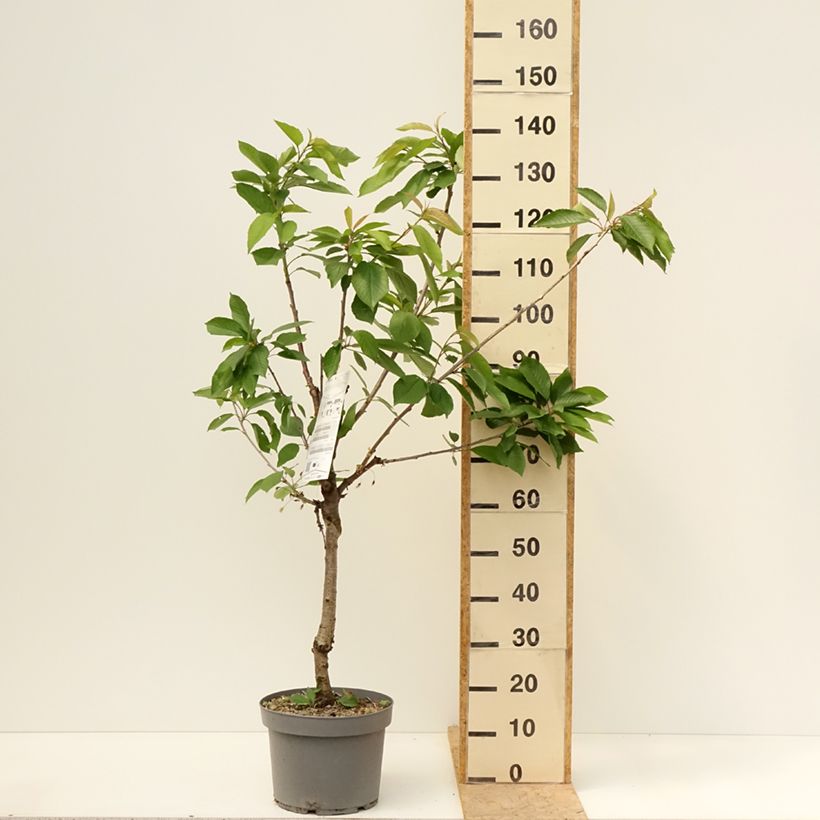 Ciliegio Belle Magnifique Vaso da 7,5L/10L, Vasetto esemplare consegnato in primavera