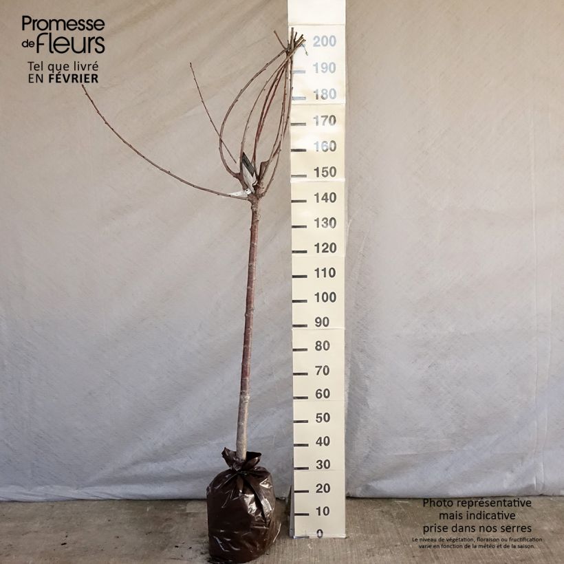 Ciliegio Bigalise Zolla 'Pronta da piantare', Vaso impalcato medio esemplare consegnato in inverno