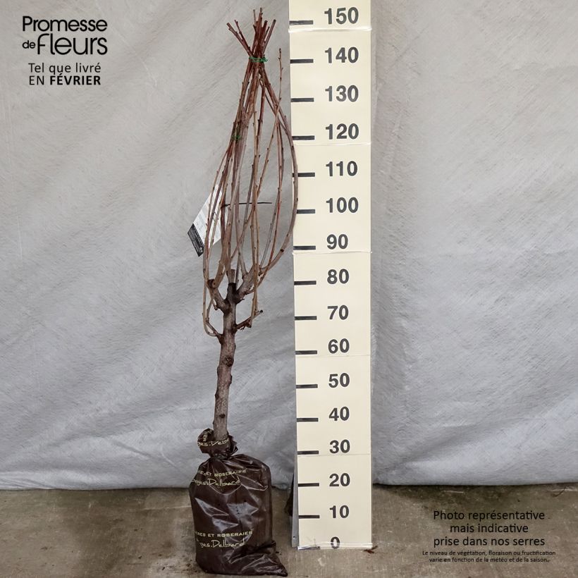 Ciliegio Bigalise Zolla 'Pronta da piantare', Vasetto esemplare consegnato in inverno