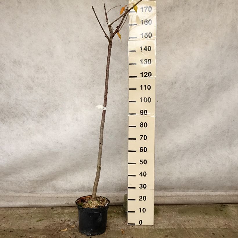 Esemplare di Ciliegio Bigalise Vaso da 7,5L/10L, Vaso impalcato medio come consegnato in autunno
