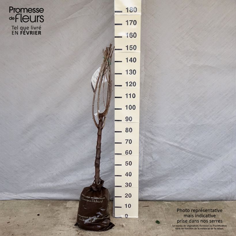 Ciliegio di La Saint Jean 'Gardel' Zolla 'Pronta da piantare', Vasetto esemplare consegnato in inverno