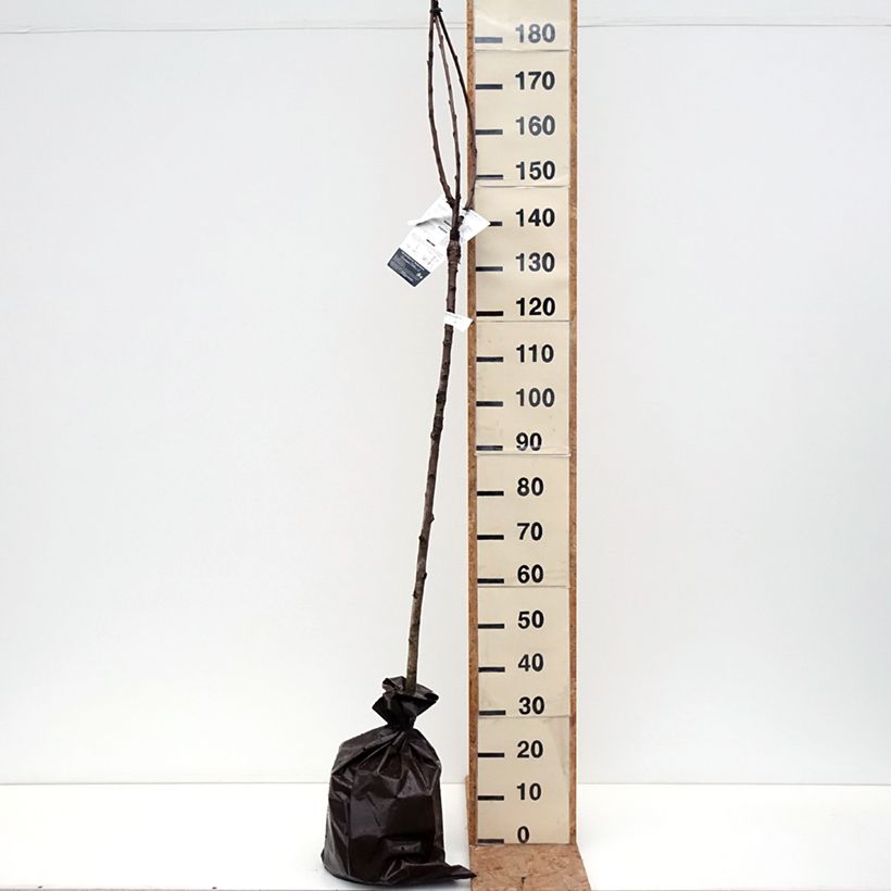 Esemplare di Ciliegio di La Saint Jean 'Gardel' Zolla 'Pronta da piantare', Vaso impalcato medio come consegnato in autunno