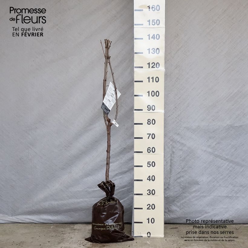 Ciliegio Délice de Malicorne ‘Agoudel’ Zolla 'Pronta da piantare', Vasetto esemplare consegnato in inverno