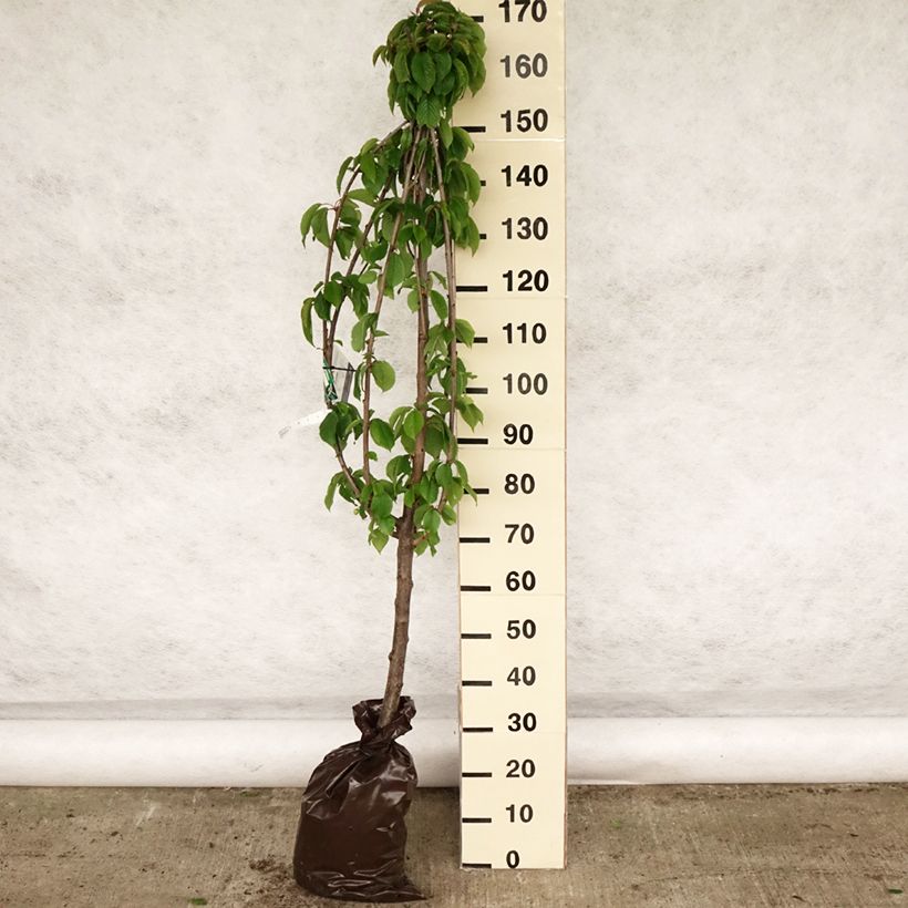 Ciliegio Bigarreau hâtif Delbard 'Rivedel' Zolla 'Pronta da piantare', Vasetto esemplare consegnato in primavera