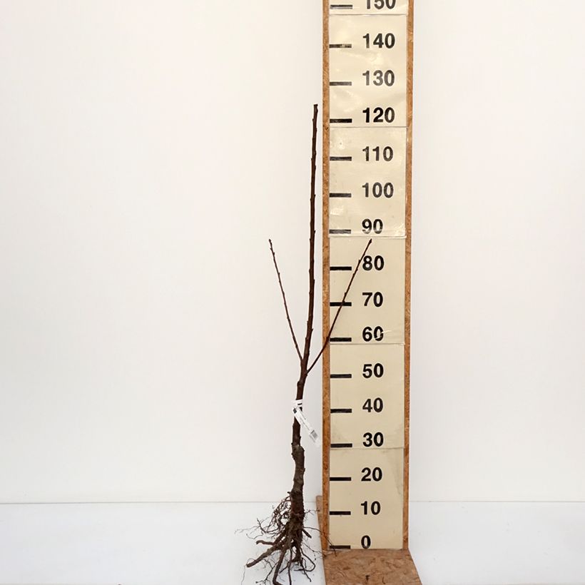 Ciliegio Gialla di Missens Piante grandi a radice nuda, Astone esemplare consegnato in inverno